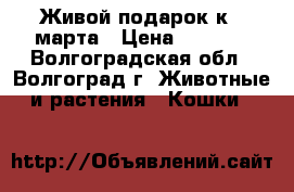 Живой подарок к 8 марта › Цена ­ 3 500 - Волгоградская обл., Волгоград г. Животные и растения » Кошки   